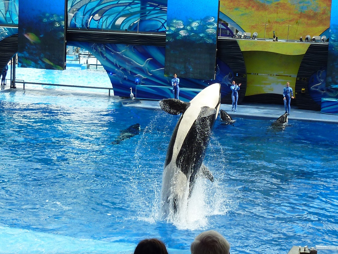 Understanding the Role of Whale Activity in Market Trends